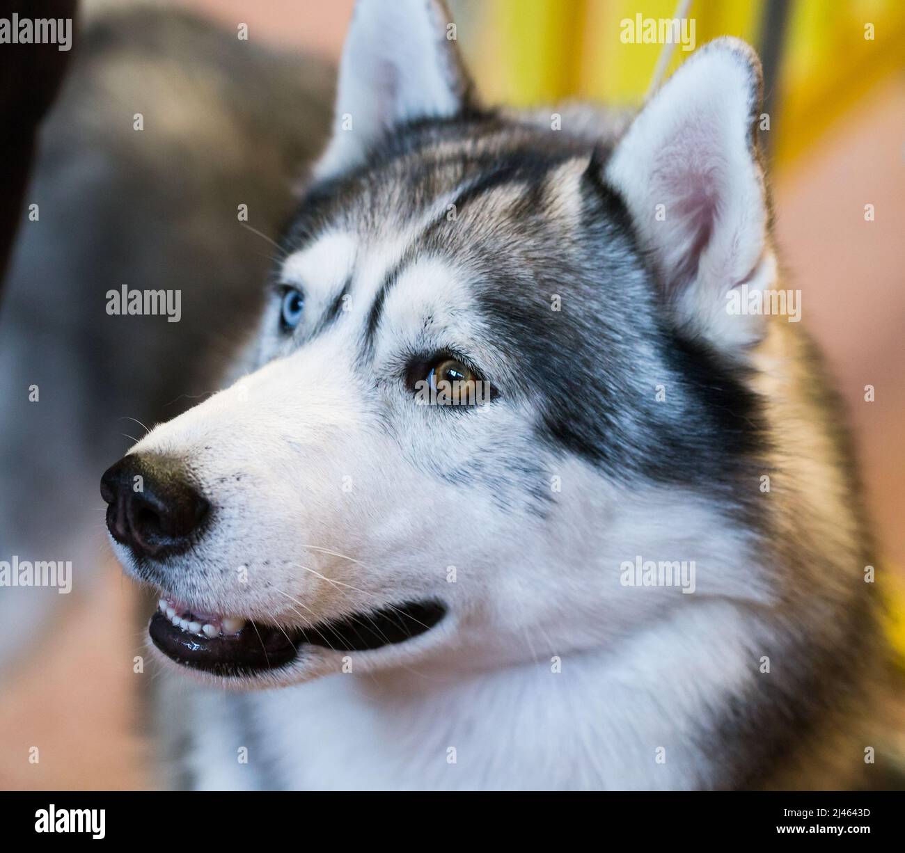 Sibirischer Husky Porträt eines reinrassigen sibirischen Husky-Hundes Stockfoto