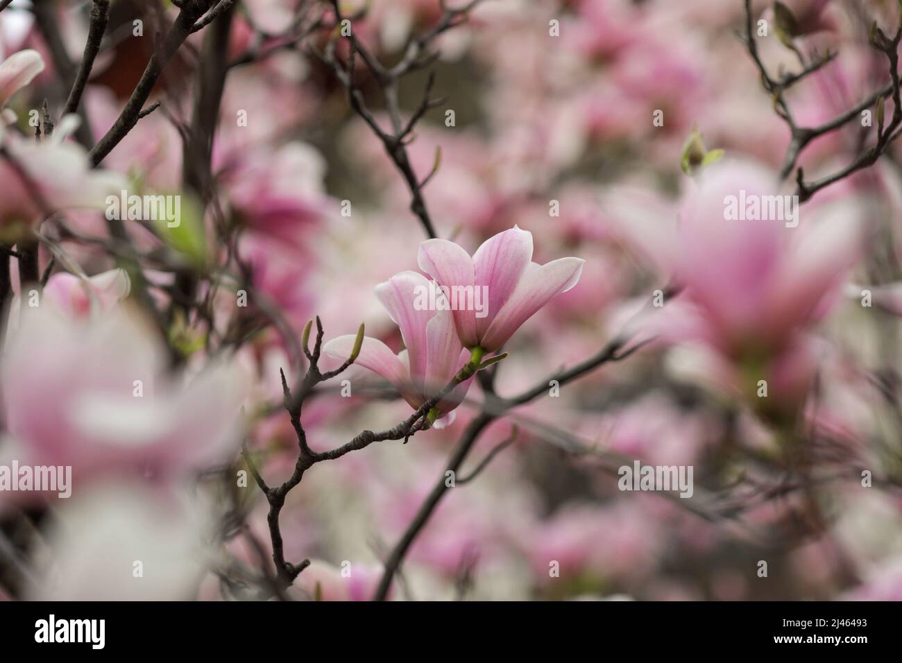 Details zur geringen Schärfentiefe (selektiver Fokus) mit Knospen und Blüten eines Magnolienbaums im Frühjahr. Stockfoto