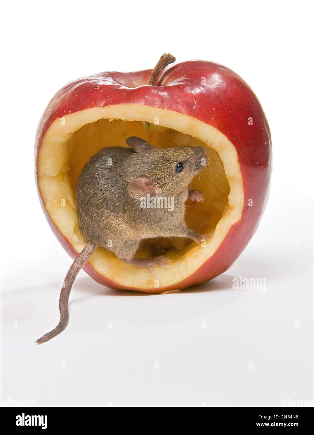 Kleine braune Maus, die in einem großen roten Apfel sitzt Stockfoto