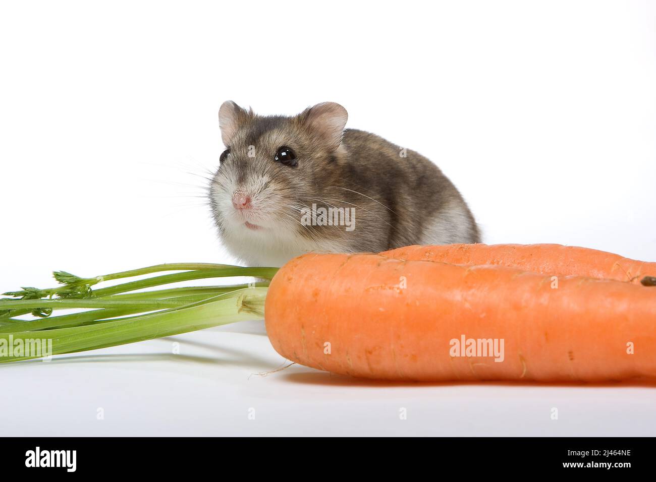 Kleiner weißer und brauner Hamster mit einer großen Karotte Stockfoto