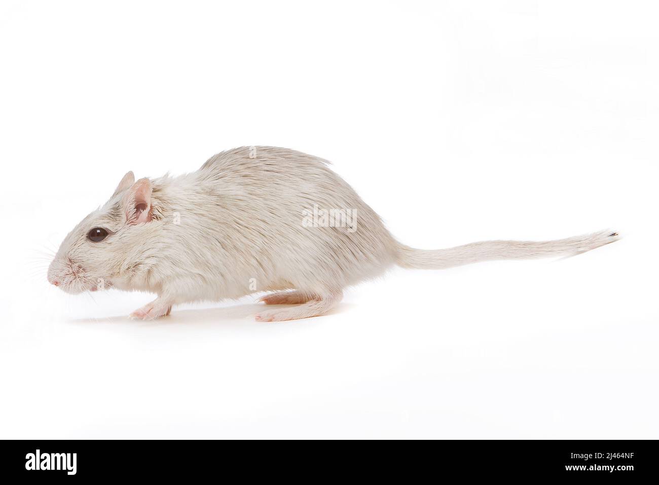 Kleine weiße Gerbil-Ratte, die auf weißem Hintergrund läuft Stockfoto