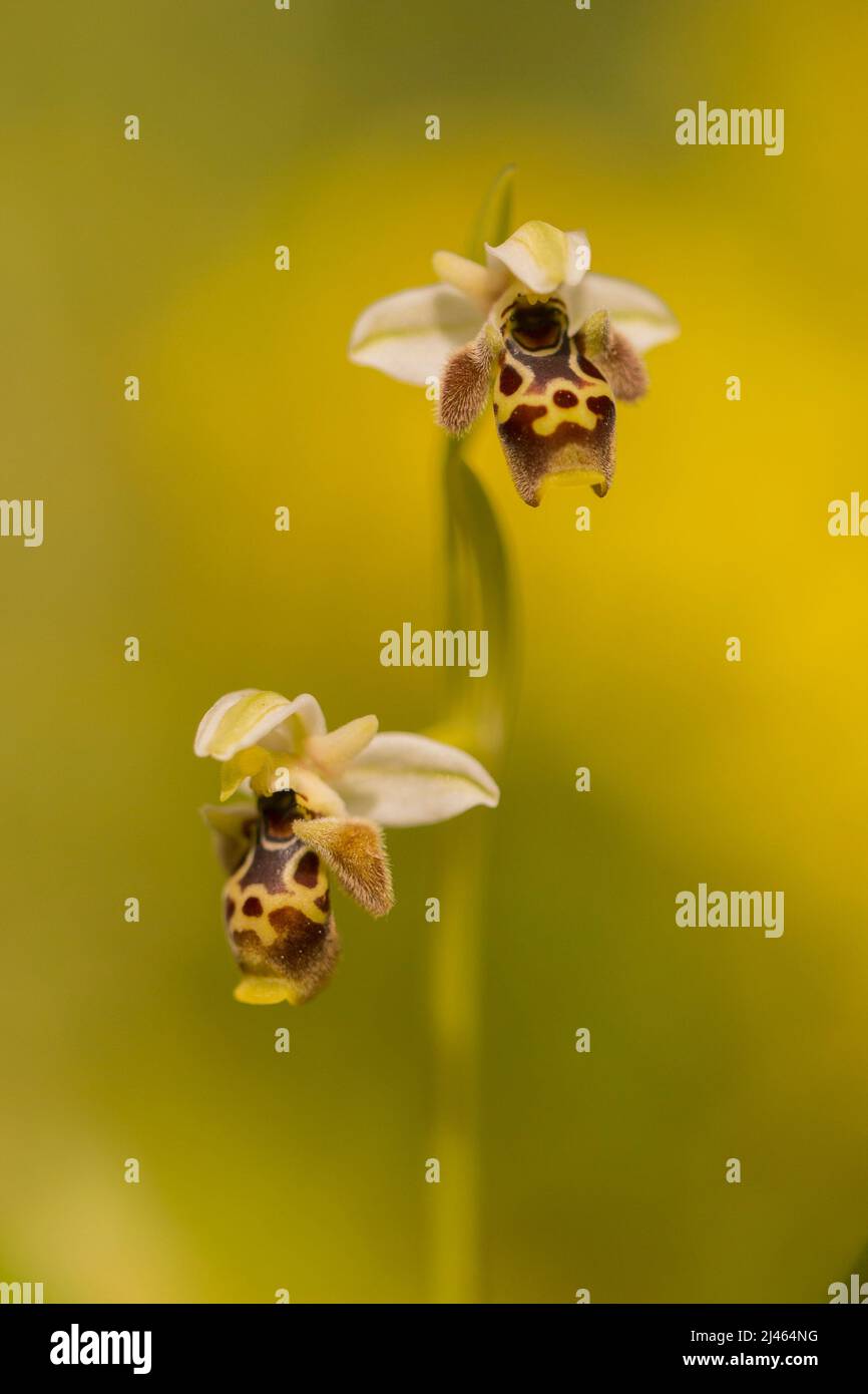 Ophrys wild Bee Orchid (Ophrys umbilicata) Bienenorchidee fotografiert in Israel im März Stockfoto