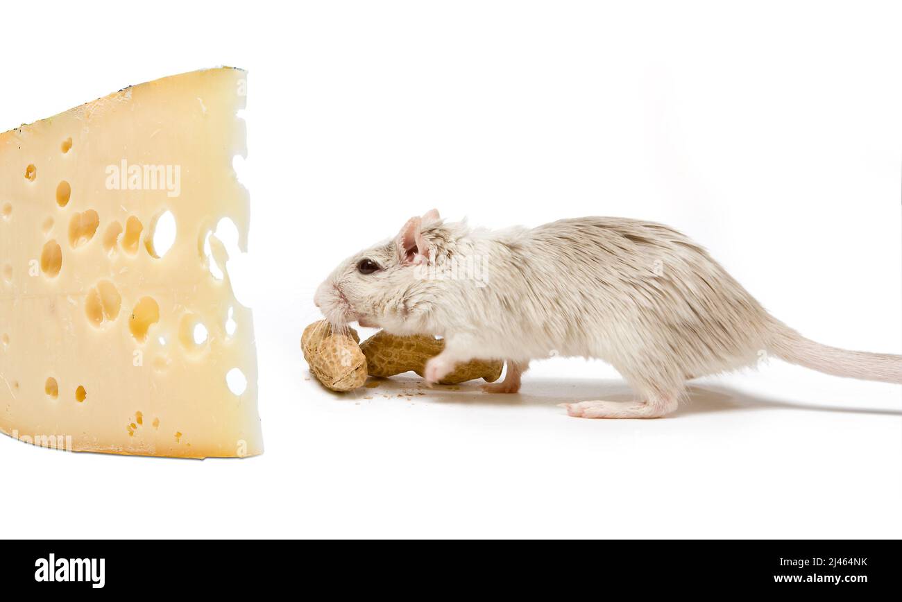 Kleine weiße Gerbil Ratte findet ein großes Stück Käse Stockfoto