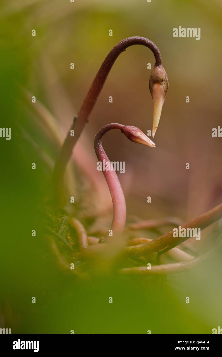 Knospen einer Perserviolette (Cyclamen persicum). Fotografiert im Februar in Israel Stockfoto