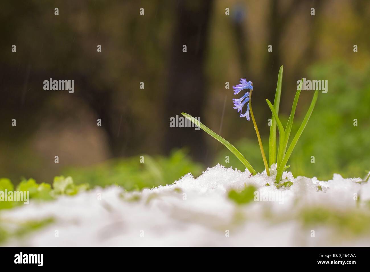 Blühend Wilde Purpurhyazinthe (Hyacinthus orientalis) die Garten-Hybriden werden als gewöhnliche Hyazinthe, Gartenhyazinthe oder niederländische Hyazinthe Photographe bezeichnet Stockfoto