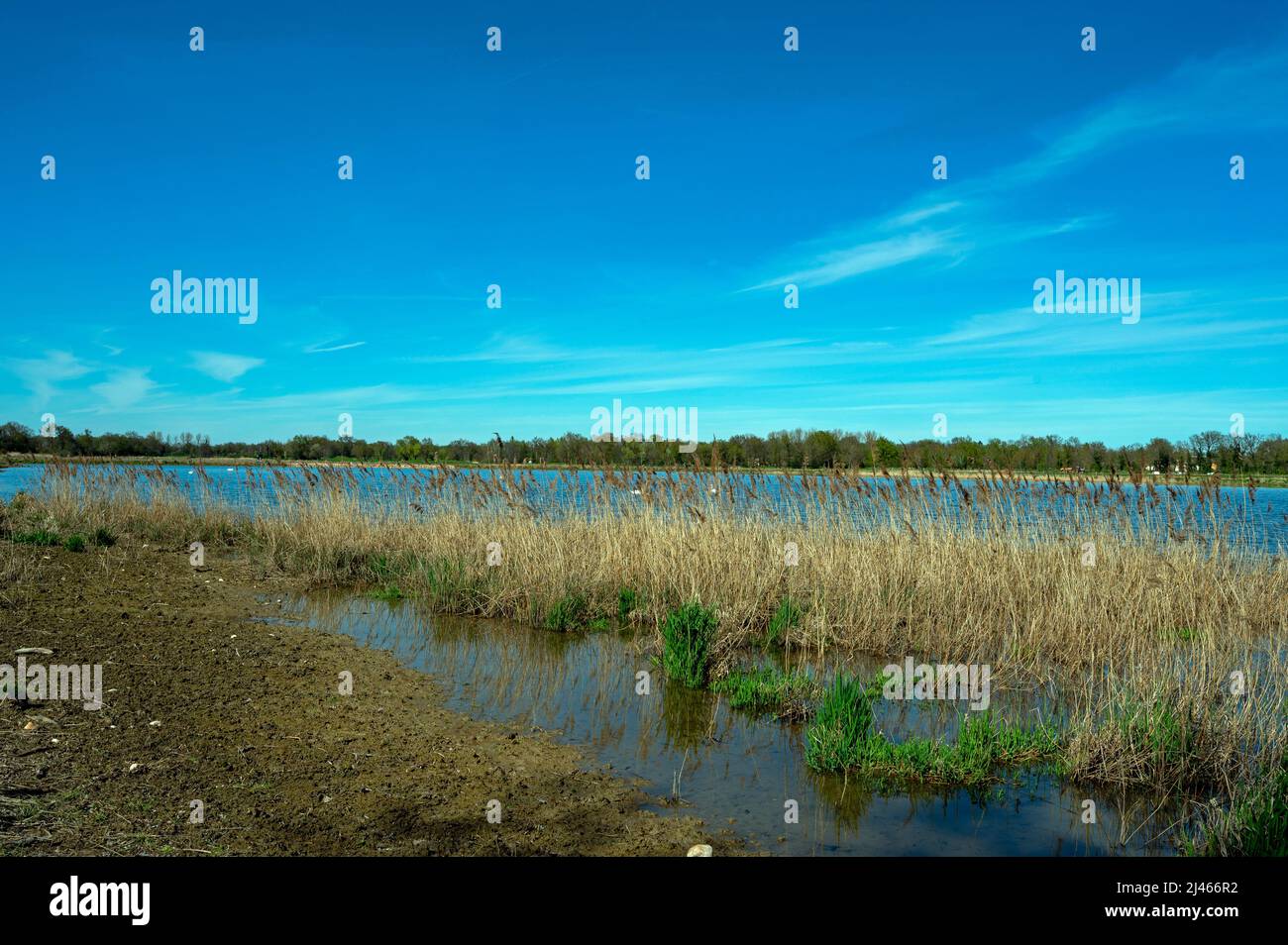 Landschaft der Teiche von La Dombes im Departement Ain in Frankreich im Frühling an einem sonnigen Tag Stockfoto