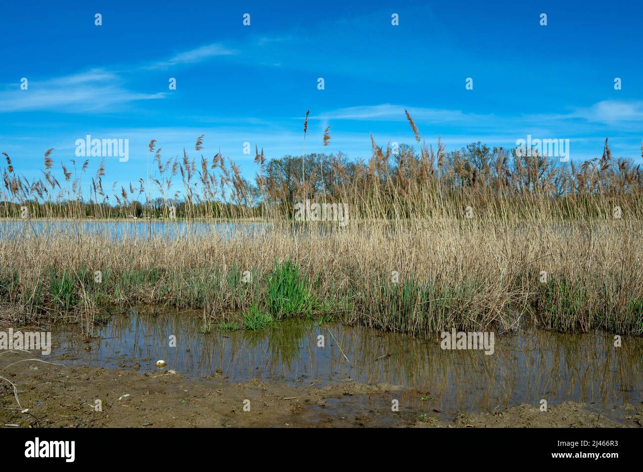 Landschaft der Teiche von La Dombes im Departement Ain in Frankreich im Frühling an einem sonnigen Tag Stockfoto