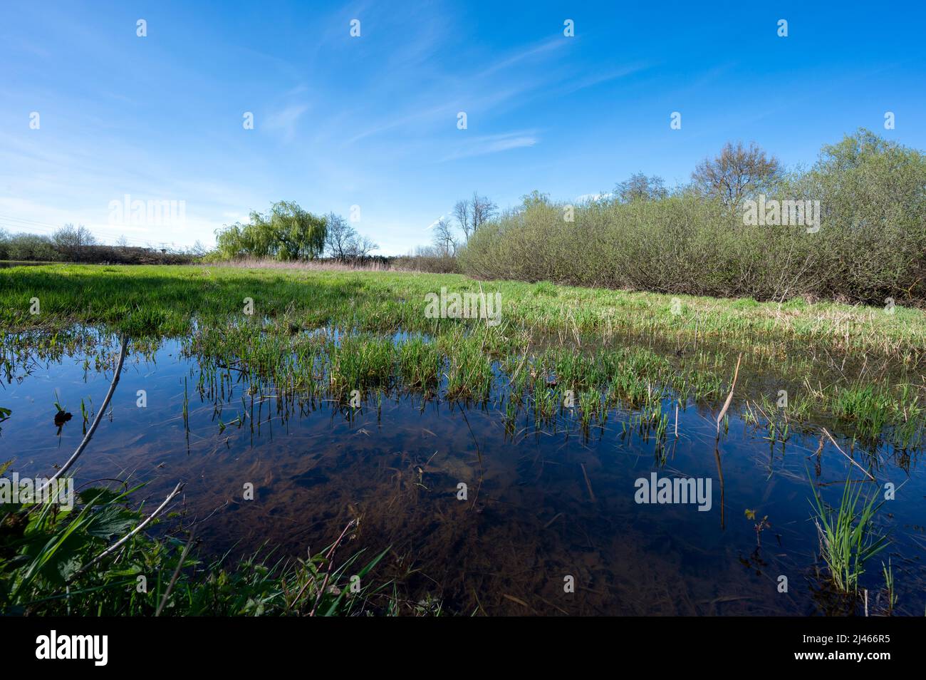 Landschaft der Teiche von La Dombes im Departement Ain in Frankreich im Frühling an einem sonnigen Tag Stockfoto