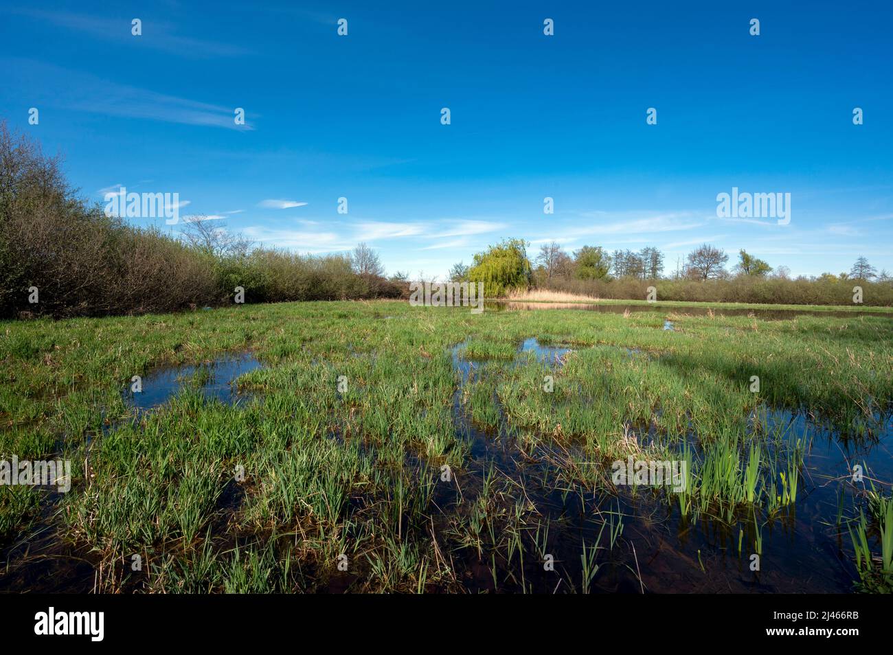 Landschaft der Teiche von La Dombes im Departement Ain in Frankreich im Frühling an einem sonnigen Tag Stockfoto