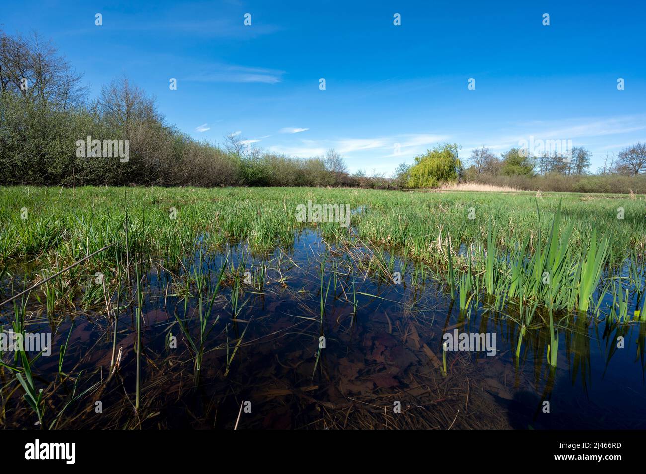 Landschaft der Teiche von La Dombes im Departement Ain in Frankreich im Frühling an einem sonnigen Tag Stockfoto