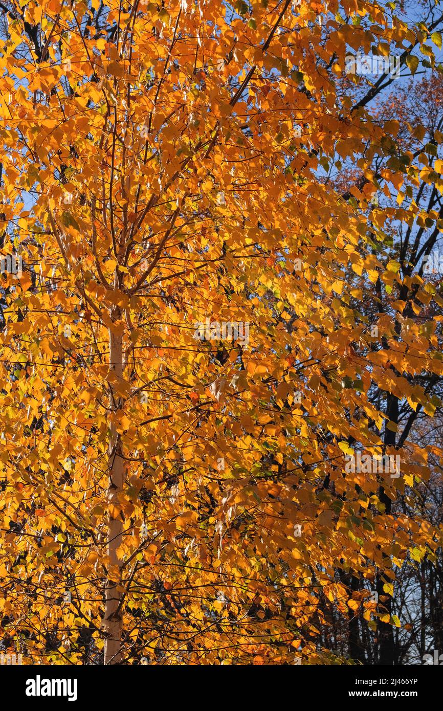 Herbst Stadtpark an der Sonne. Gelbe und orangefarbene Blätter auf dem Baum in der Herbstsaison. Birkenblätter. Stockfoto