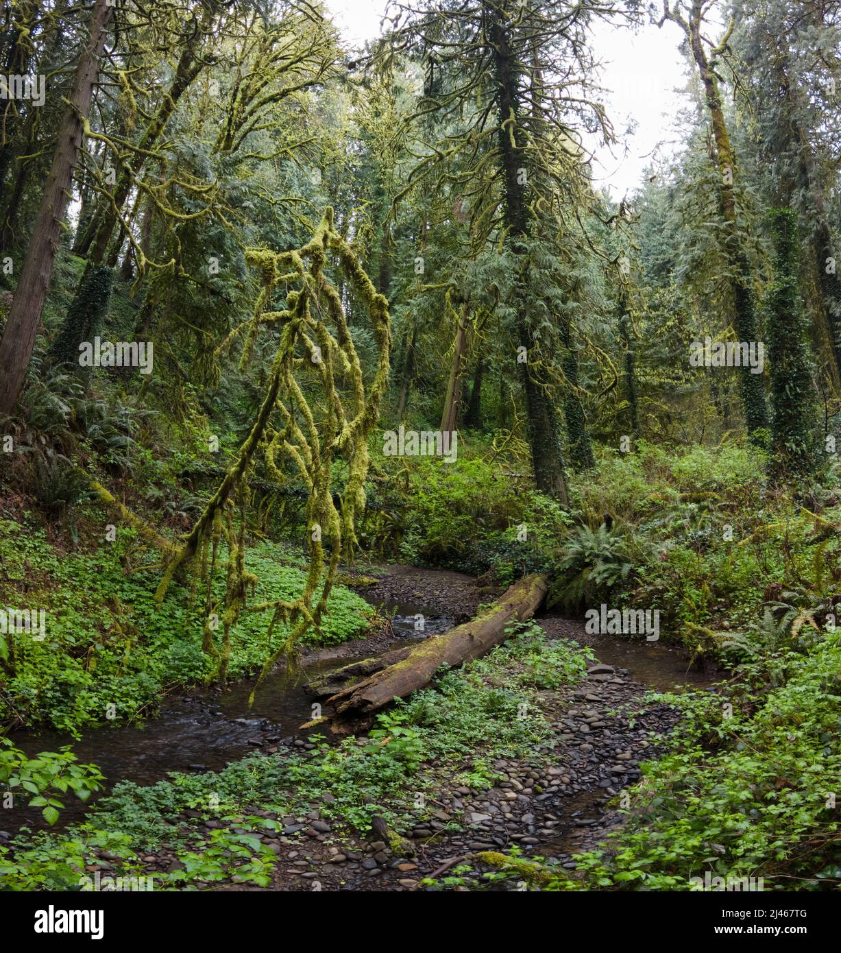 Im Tryon State Park, Lake Oswego, Oregon, gedeiht ein Gewirr aus Bäumen und unterstöckiger Vegetation. Der pazifische Nordwesten ist die Heimat spektakulärer Wälder. Stockfoto