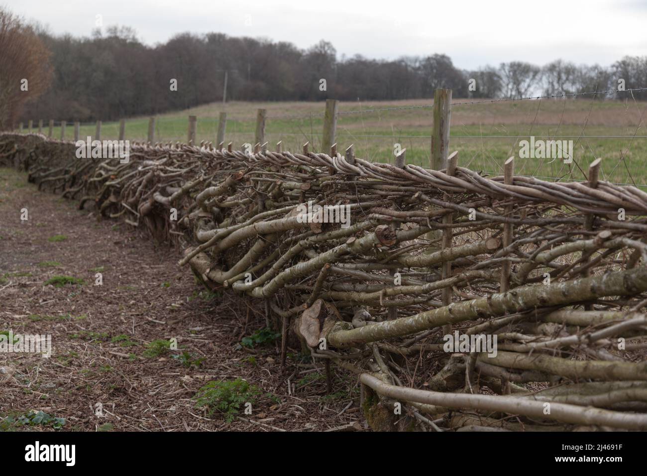 Heckenverlegung. Stockfoto