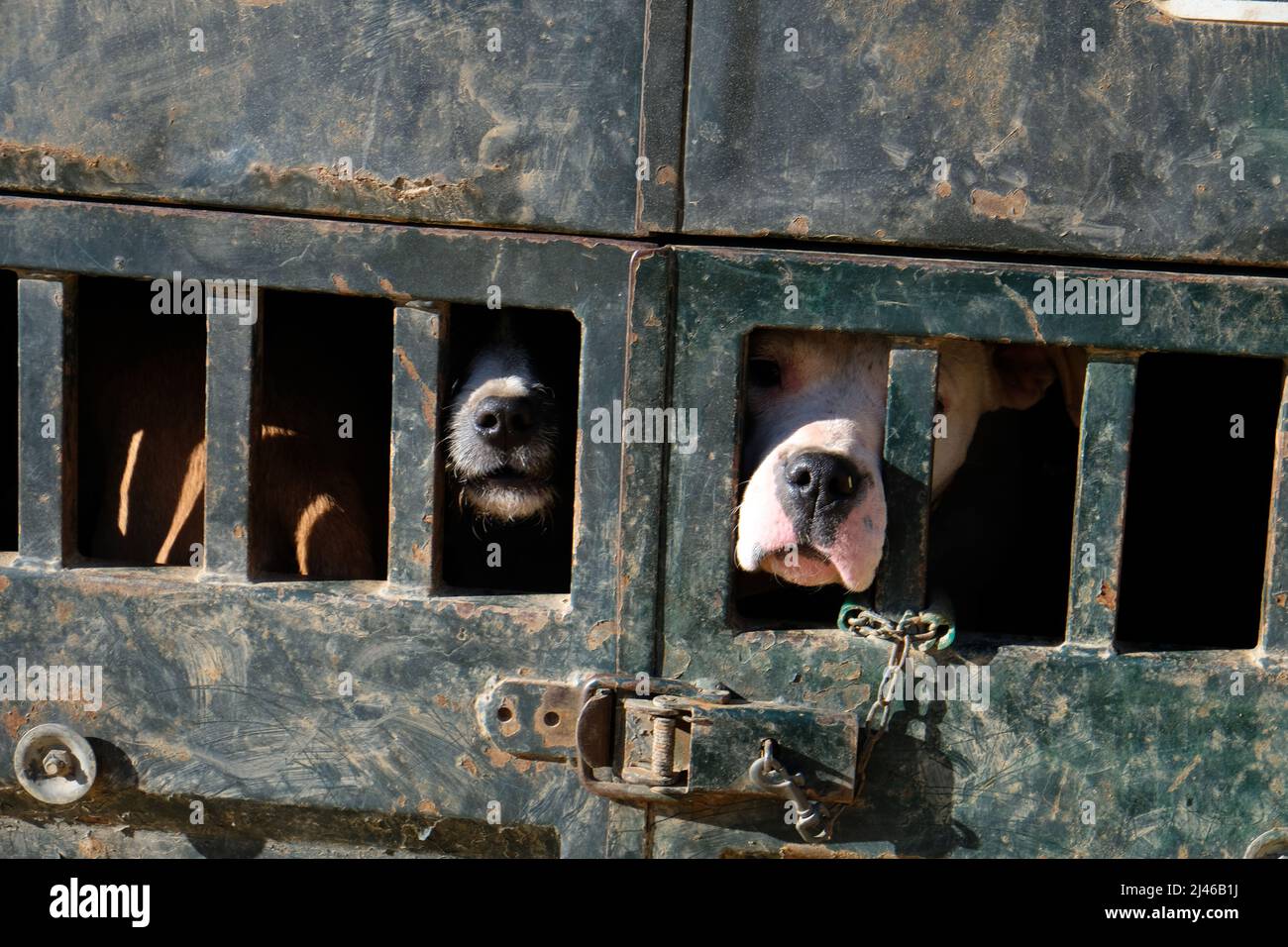 Jagdhunde, die während eines Wildschweinjagdtreffens in Guadalcanal, Andalusien, Spanien, in LKW-Transportkäfigen gesperrt wurden Stockfoto