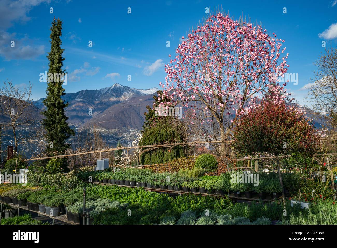 Blühender rosafarbener Magnolienbaum in Gambarogno, Schweiz Stockfoto