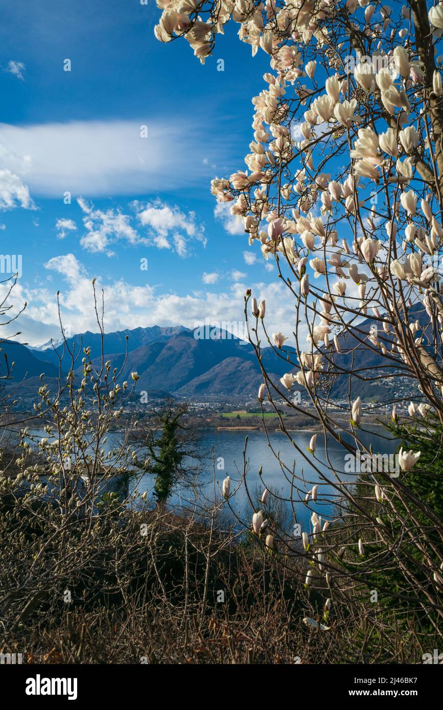 Weißer Magnolienbaum aus Gambarogno, Schweiz Stockfoto