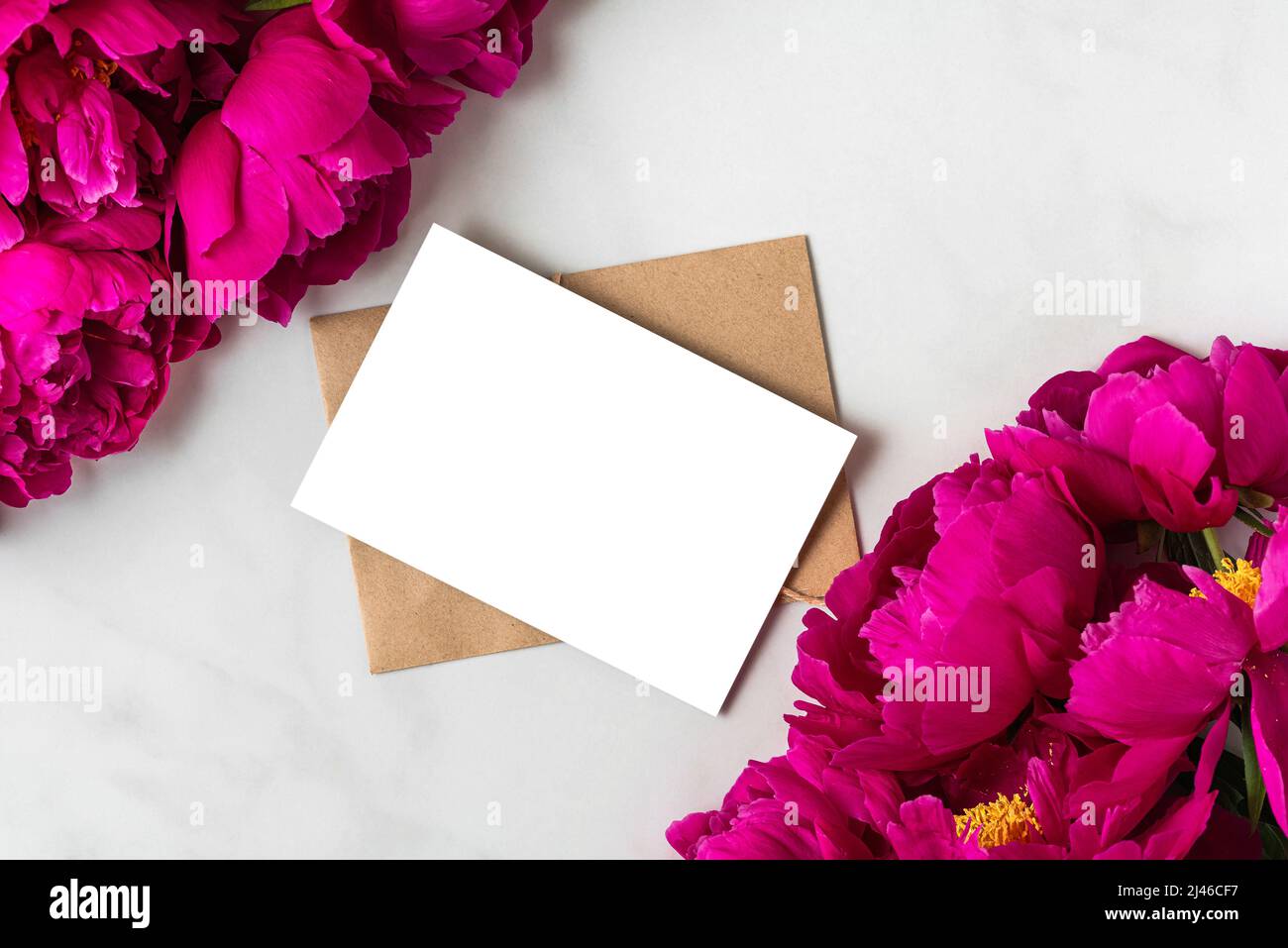 Leere Grußkarte mit rosa Pfingstrosen-Blumen auf weißem Hintergrund. Hochzeitseinladung. Modell. Flach liegend. Hintergrund der Feiertage Stockfoto