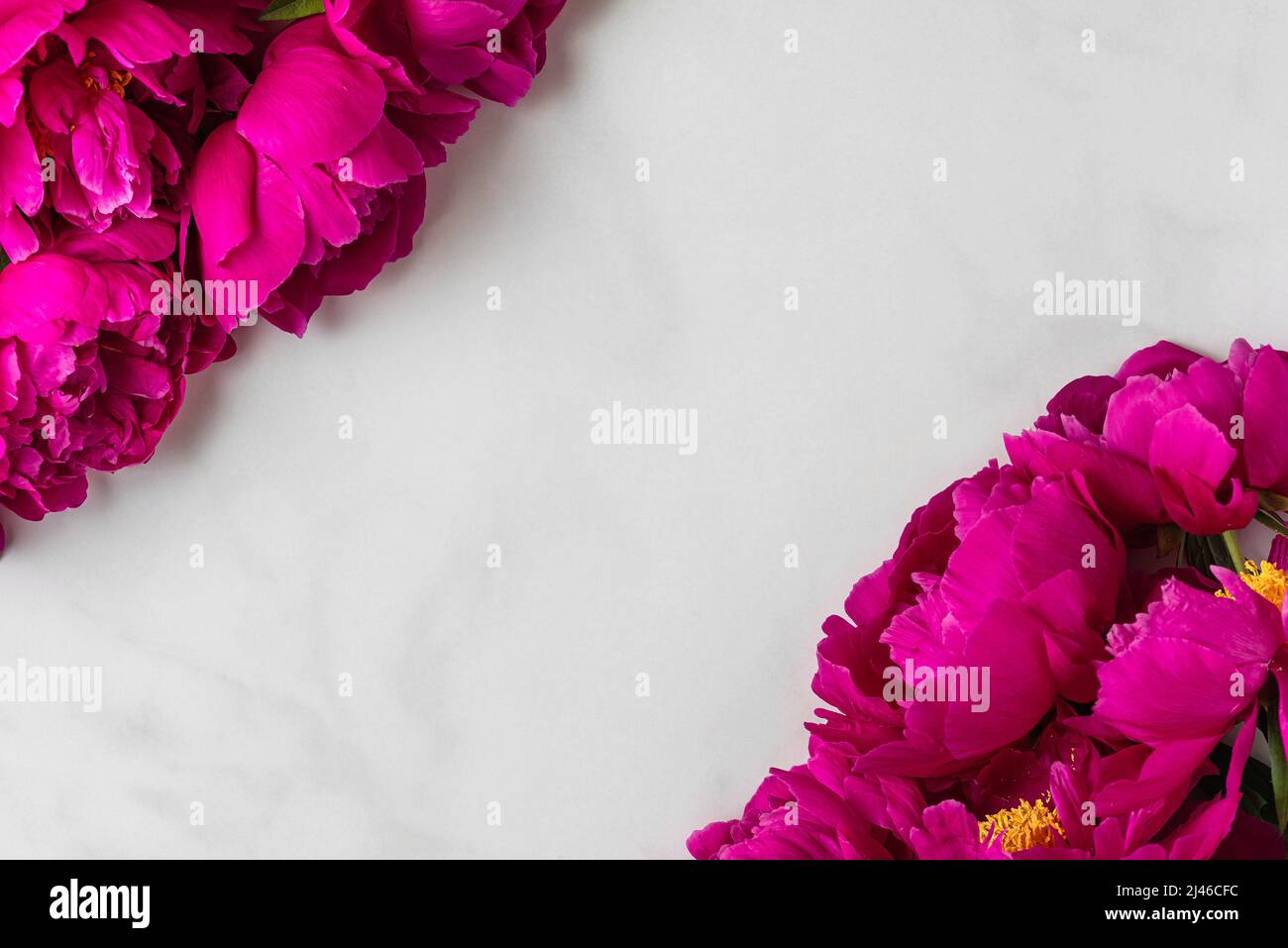 Pinke Pfingstrosen-Blüten auf weißem Hintergrund. Flach liegend. Layout. Draufsicht mit Kopierbereich Stockfoto