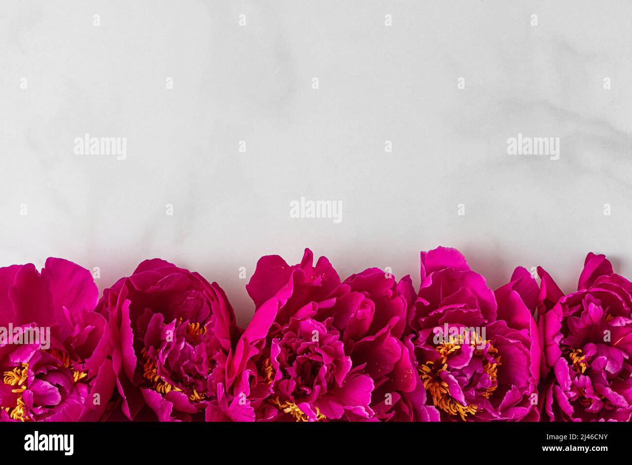 Blumenzusammensetzung. Rand aus rosa Pfingstrosen auf weißem Hintergrund. Flaches Lay. Draufsicht mit Kopierfläche Stockfoto