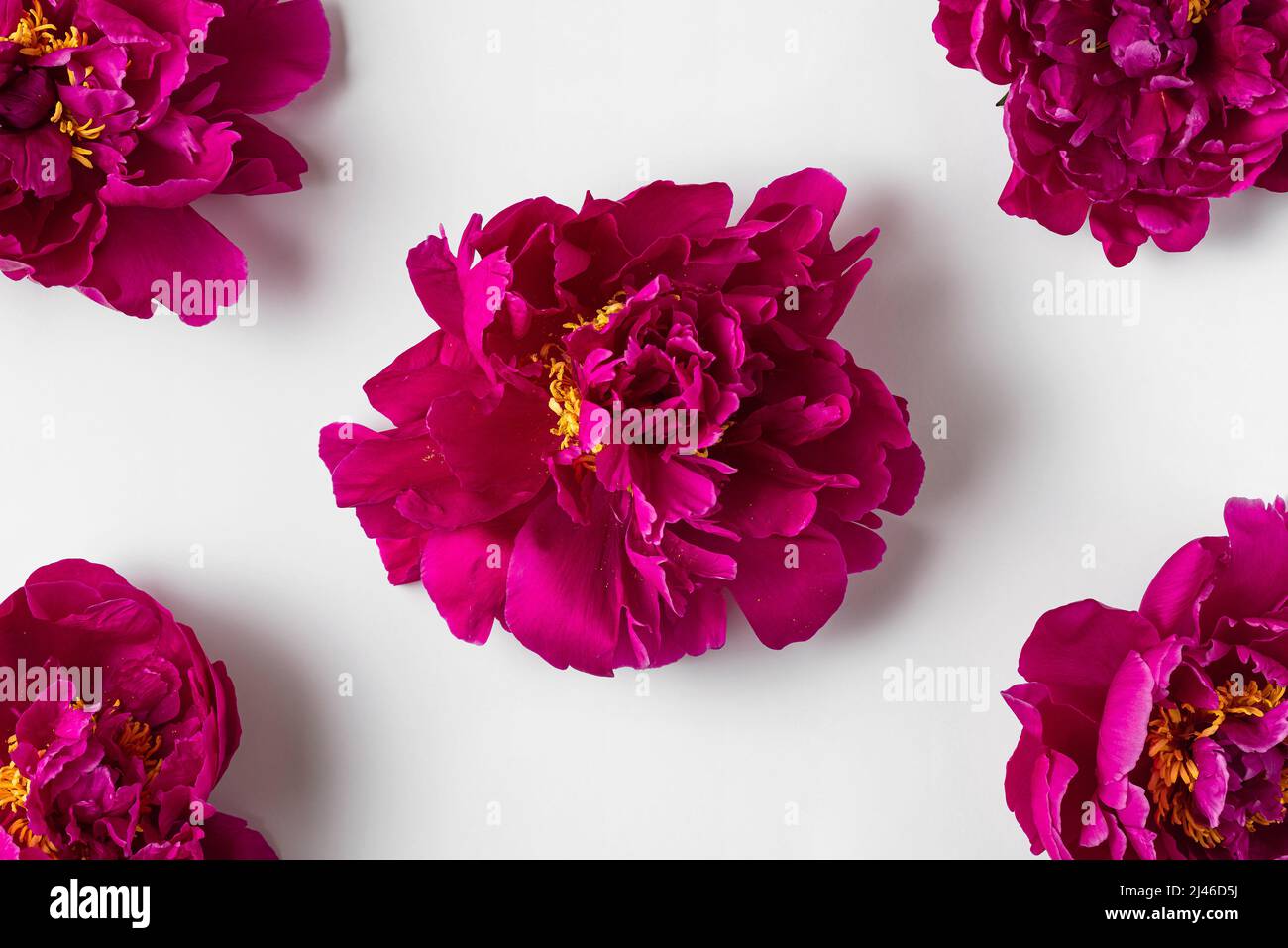 Blumenzusammensetzung. Pinkfarbenes Blütenmuster auf weißem Hintergrund. Flach liegend. Hochzeits- oder Urlaubskonzept. Draufsicht Stockfoto