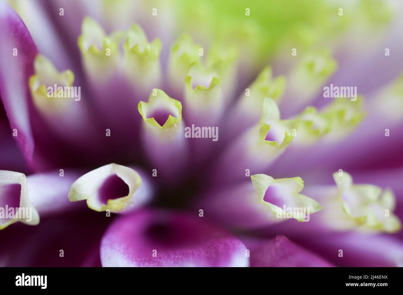 Chrysantheme Blume Nahaufnahme Schuss lokalen Fokus Stockfoto