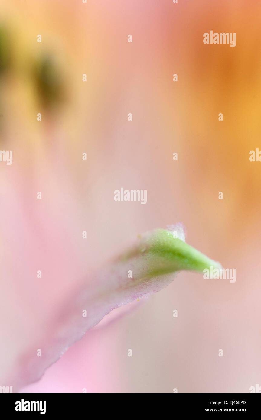 Alstroemeria Blumenfragment, Makroaufnahme, lokaler Fokus Stockfoto