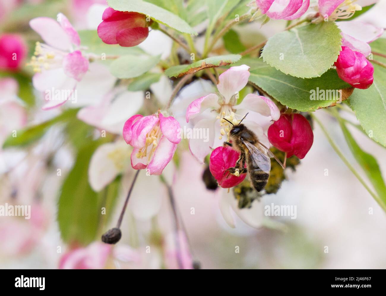 Honey Bee UK; eine Honigbiene auf Apfelblüte im Frühjahr UK, APIs mellifera, hilft bei der Bestäubung, Worcestershire UK Stockfoto