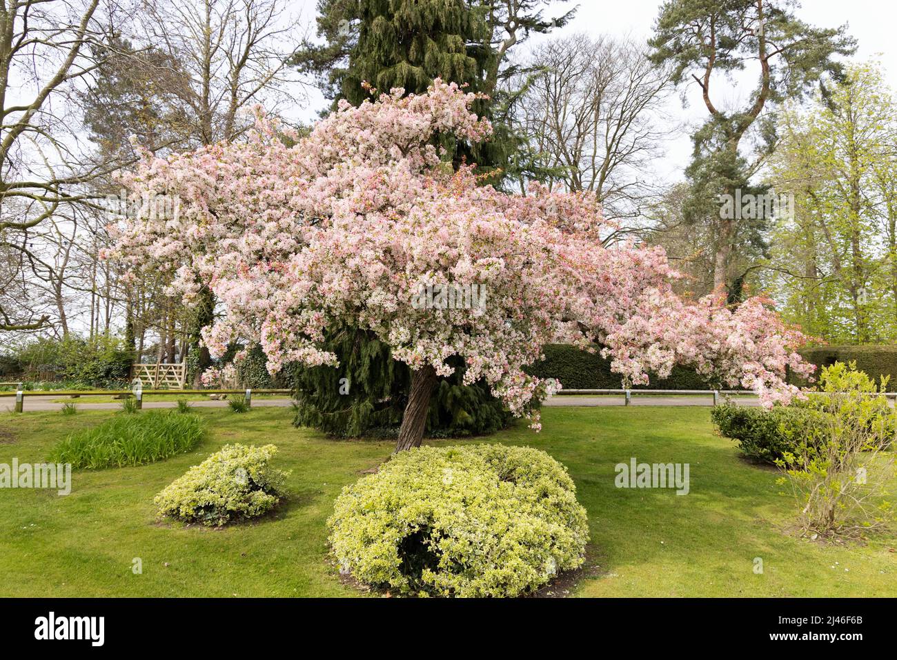 Asiatischer Apfelbaum in Blüte, aka Chinese Crab oder chinesischer blühender Apfel, Malus spectabilis, blühend im Frühjahr, Worcestershire UK Stockfoto