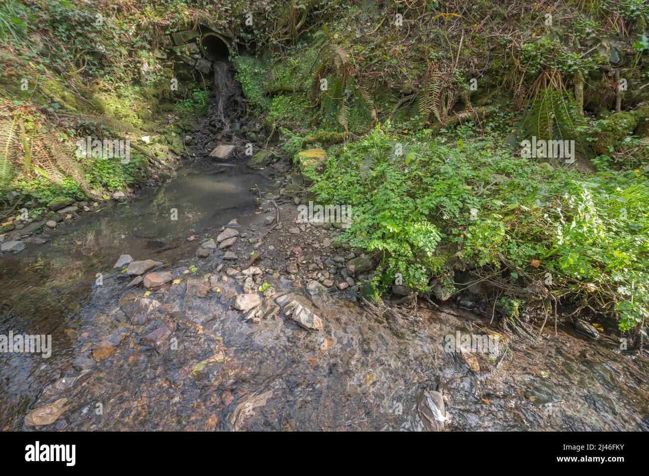 Verunreinigung durch ein Fallrohr, das unbehandeltes Abwasser in einen Nebenfluss des Gwendraeth Fawr, Trimsaran, Carmarthenshire, Wales, Großbritannien, abführt. Streambed ist Stockfoto