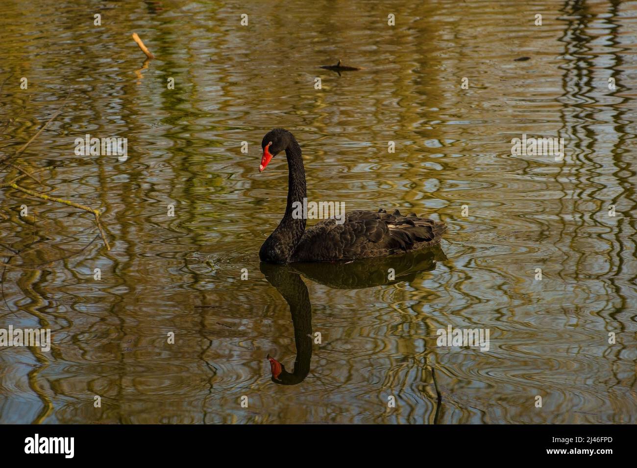 Ein schwarzer Schwan, der in einem Naturschutzgebiet in der Provinz Udine, Friaul-Julisch Venetien, Nordostitalien, einen See schwimmend Stockfoto