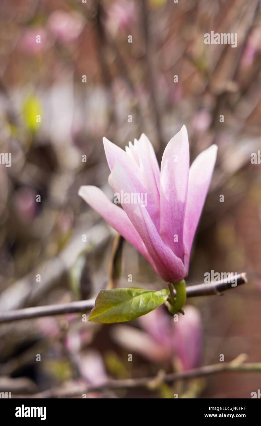 Magnolia 'Susan' Blume. Nahaufnahme eines Magnolia 'Susan' Baumes, der im Frühjahr, Worcestershire, Großbritannien, blüht Stockfoto