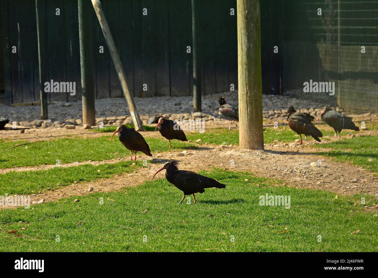 Einsiedler Ibis in einem Naturschutzgebiet in der Provinz Udine, Friaul-Julisch Venetien, Nordostitalien Stockfoto