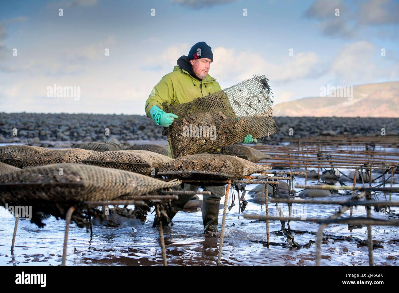 Ein Austernzüchter transportiert seine Bestände zu den Gezeitenrelais, wo sie in Porlock Bay, Somerset, Großbritannien, reifen werden. Stockfoto