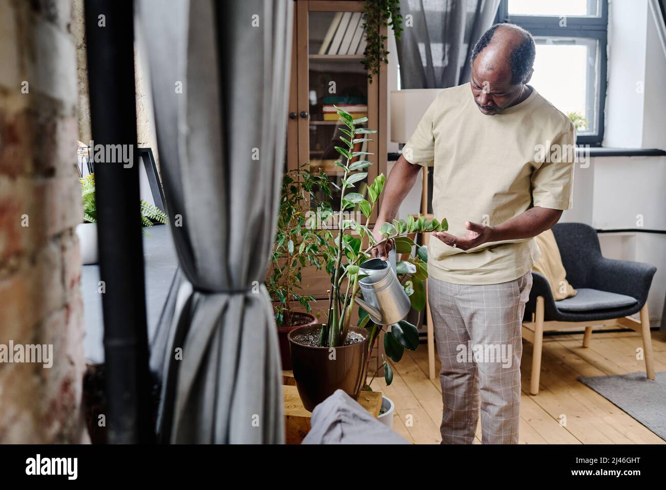 Zeitgenössischer alter afroamerikanischer Mann in Homewear mit metallischem Wasserkrug, der die heimischen Pflanzen im Wohnzimmer bewässert Stockfoto