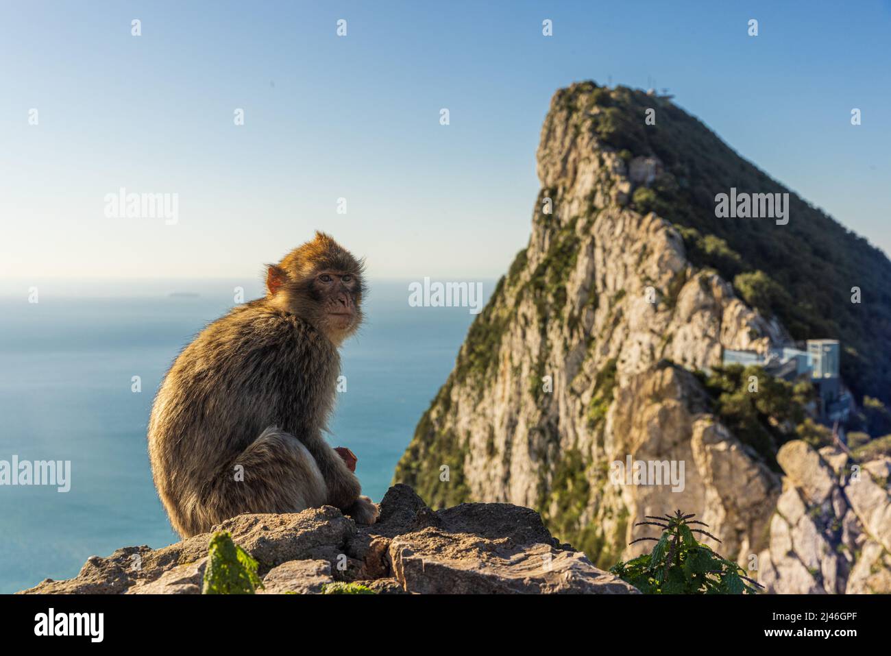 Der junge Barbery Ape sitzt auf einem Felsen mit dem Felsen von Gibraltar gegen die Meereslandschaft Stockfoto