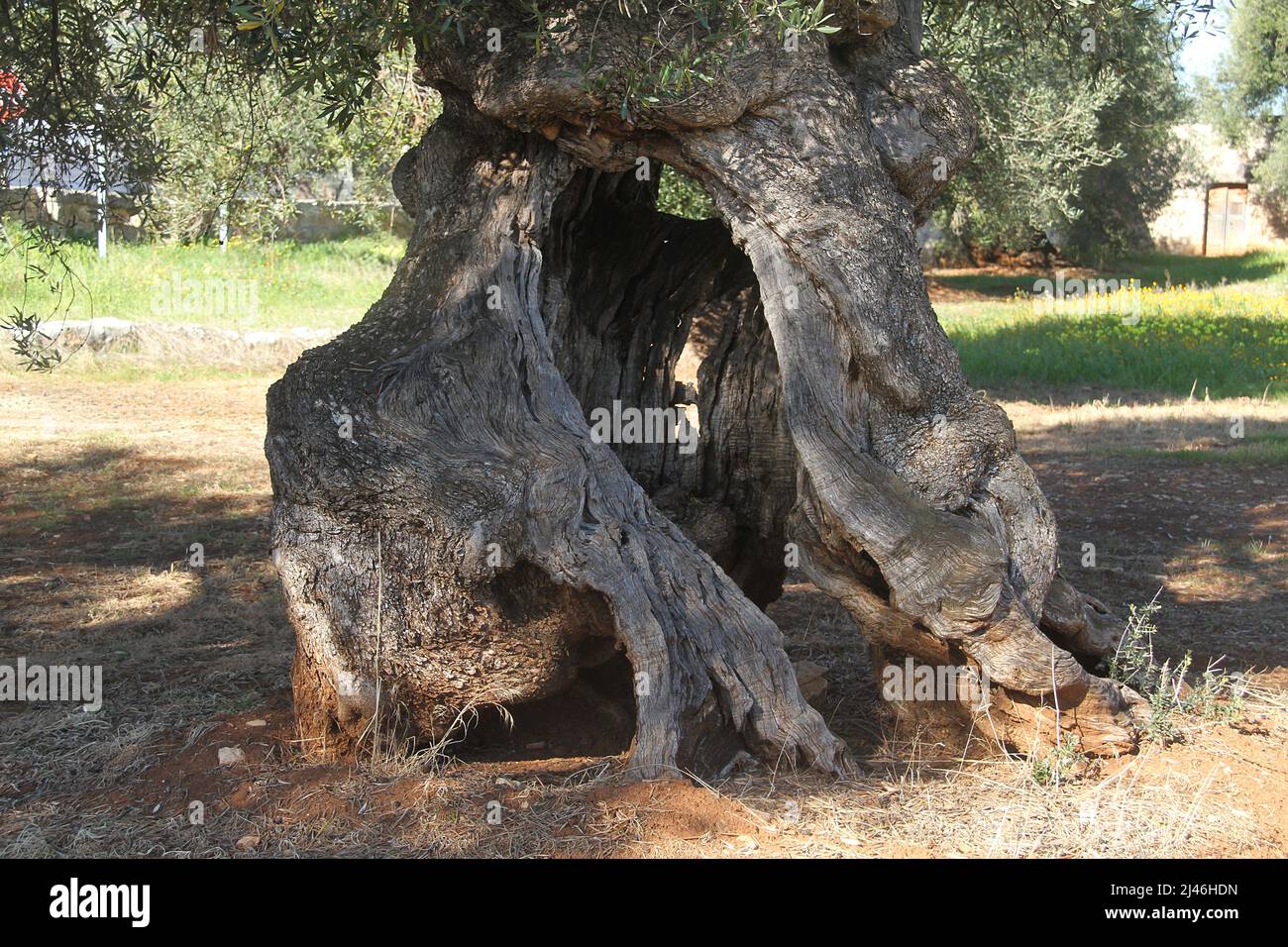 Stamm der Olivenbaum schneiden in den Boden, Jaen, Andalusien, Spanien  Stockfotografie - Alamy