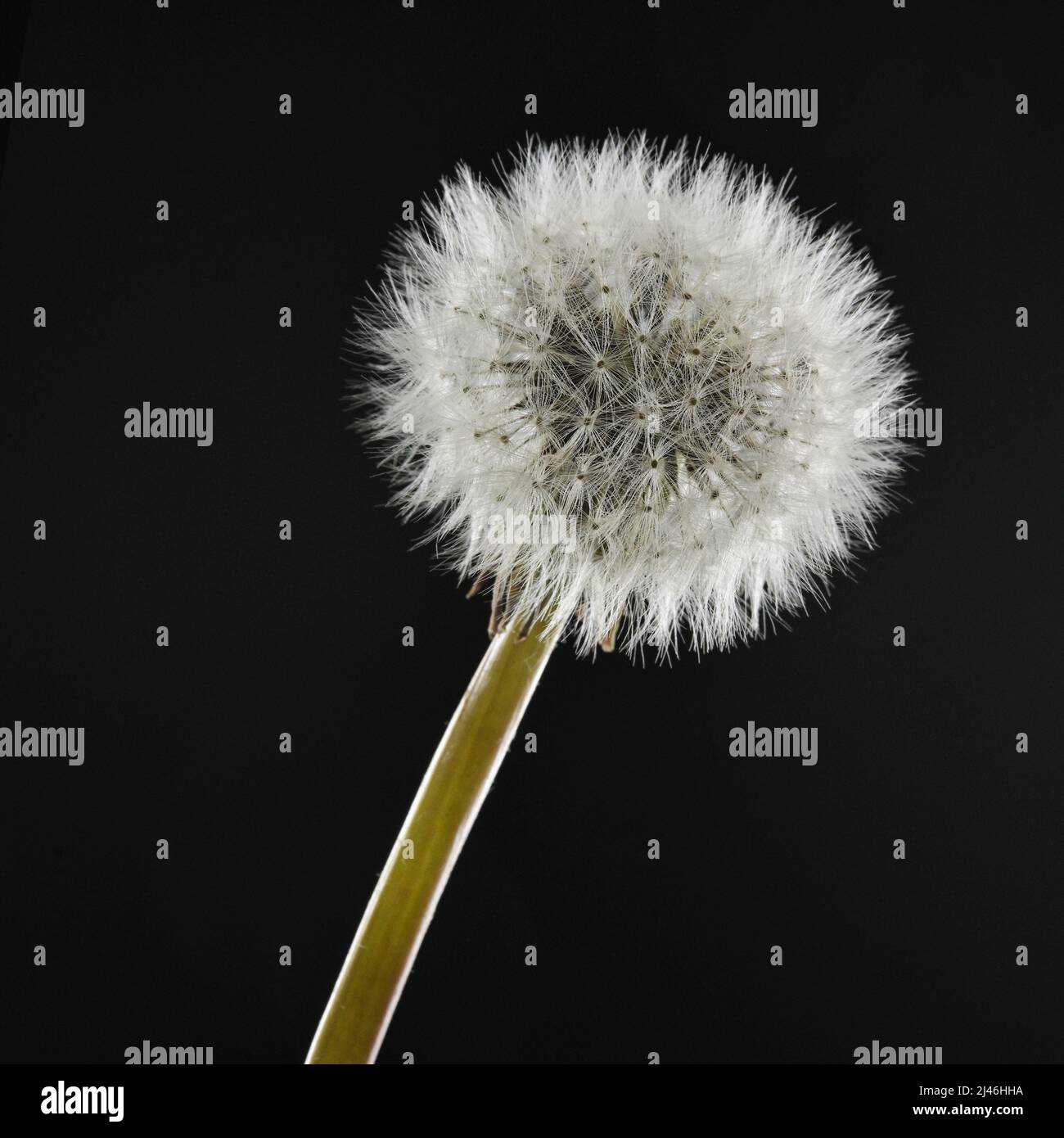 Nahaufnahme Dandelion auf schwarzem Hintergrund im Studio Stockfoto
