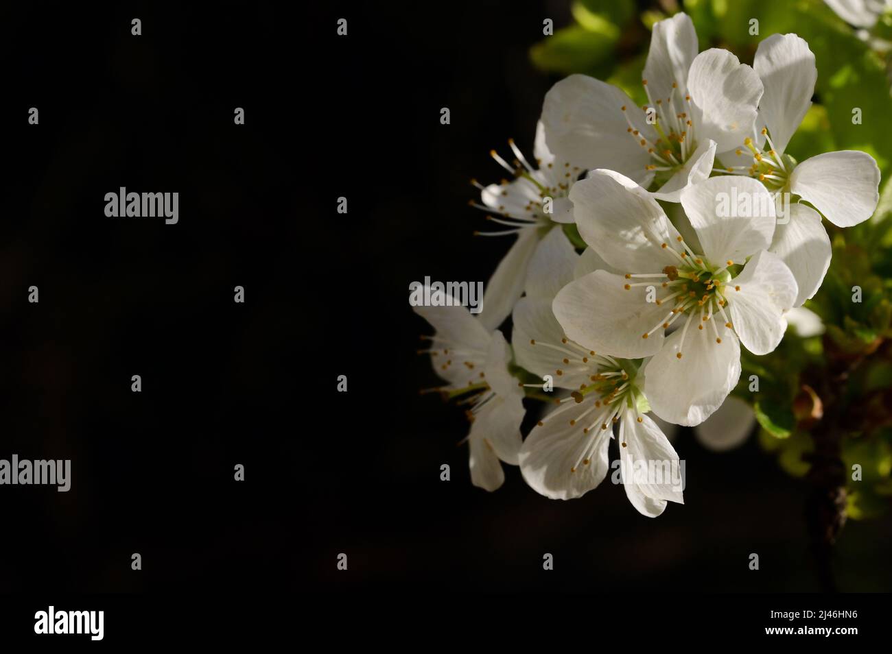 Nahaufnahme Frühling mit Kirschblüten Stockfoto