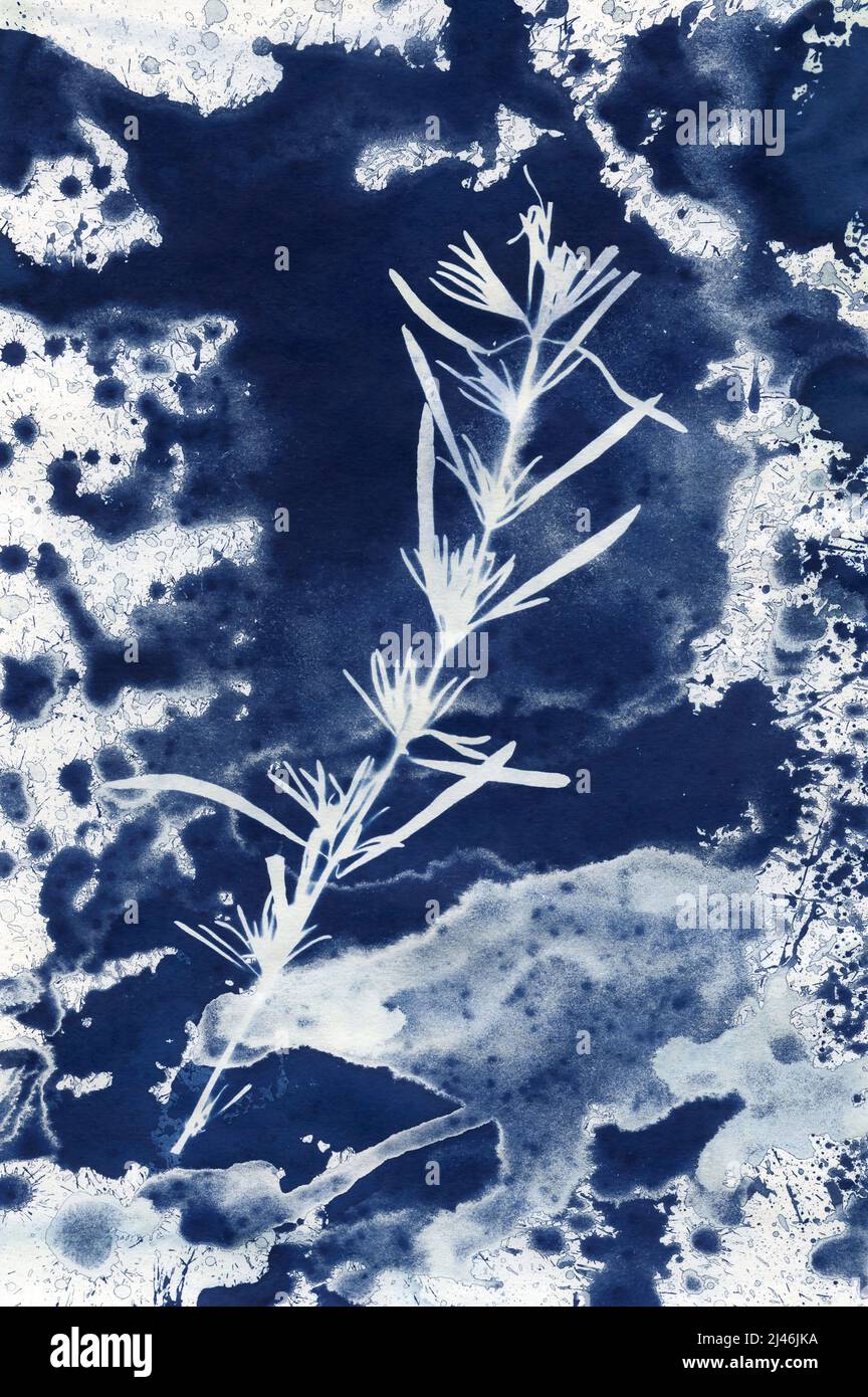 Blauer Cyanotype Rosmarin-Pflanzendruck Stockfoto