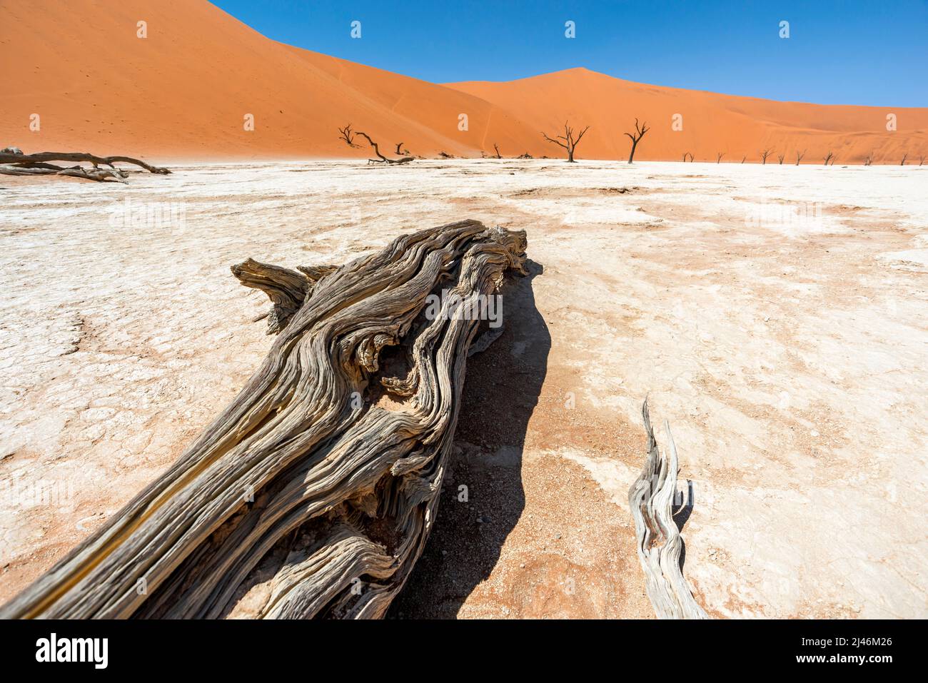 Gefallener Baumstamm auf weißem Lehmboden des trockenen Sees bei Deadvlei, Namibia Stockfoto