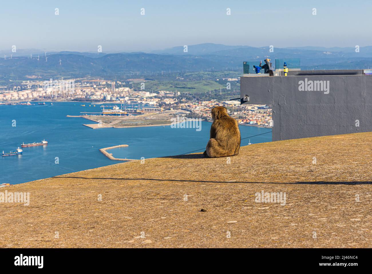 Der junge Barbery Ape sitzt an der Bergstation der Seilbahn von Gibraltar und blickt auf die Bucht. Stockfoto