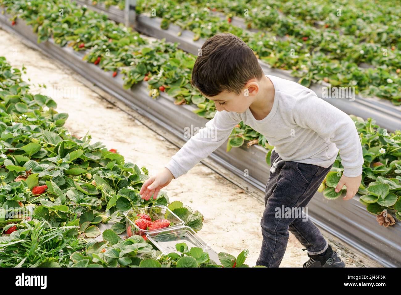 Das kleine Kind pflückt frisches Obst auf der Bio-Erdbeerfarm. Familie pflücken ihre eigenen Erdbeeren. Spricht für eine gesunde Lebensweise und ein wachsendes Interesse an der Ernährung lokal angebauter Produkte. Stockfoto