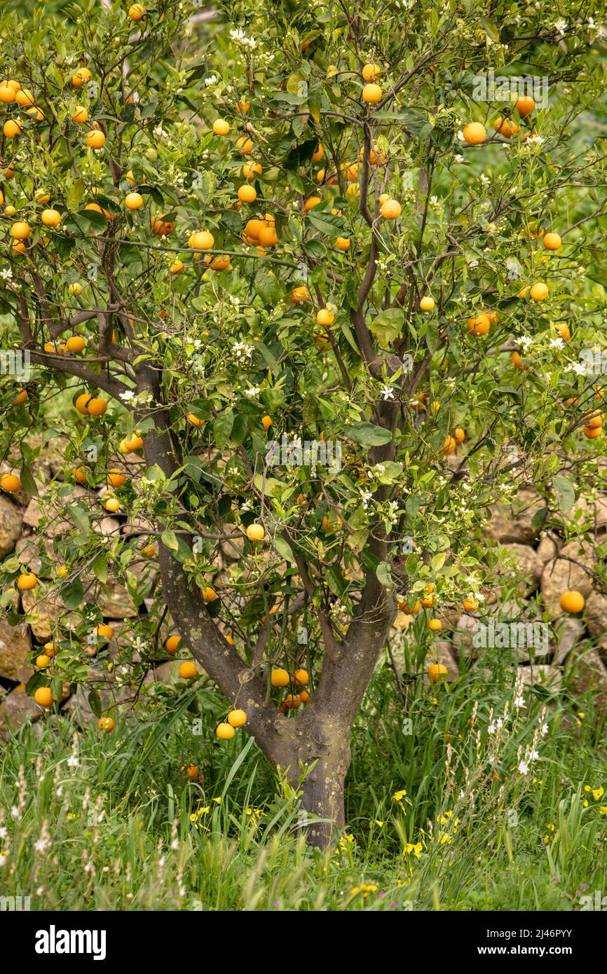 Kleine Orangenbäume auf der Straße parallel zum Algar-Flussweg, Altea, Valencia: alˈtea, Span, Alicante, Mittelmeerküste, Stockfoto