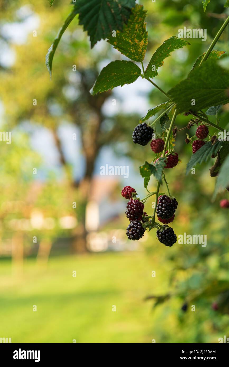 Brombeere im garten Fotos und Bildmaterial in hoher Auflösung Alamy