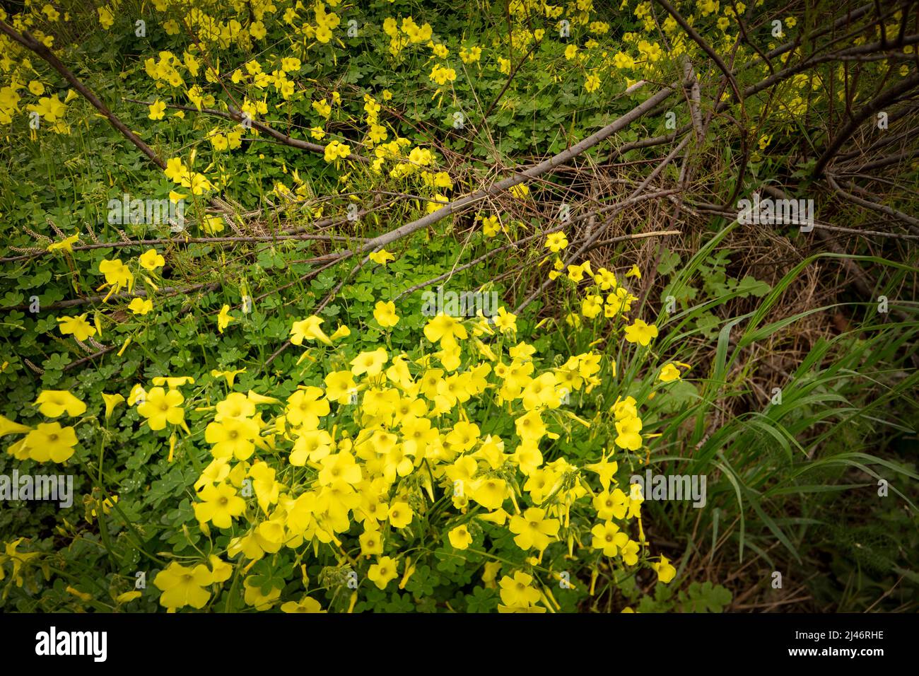 Reichblühend Oxalis pes-caprae, Afrikanischer Holzsorrel, Bermuda-Butterblume, Bermuda-Sauerampfer, Butterblume oxalis, Ziegenfuß Stockfoto