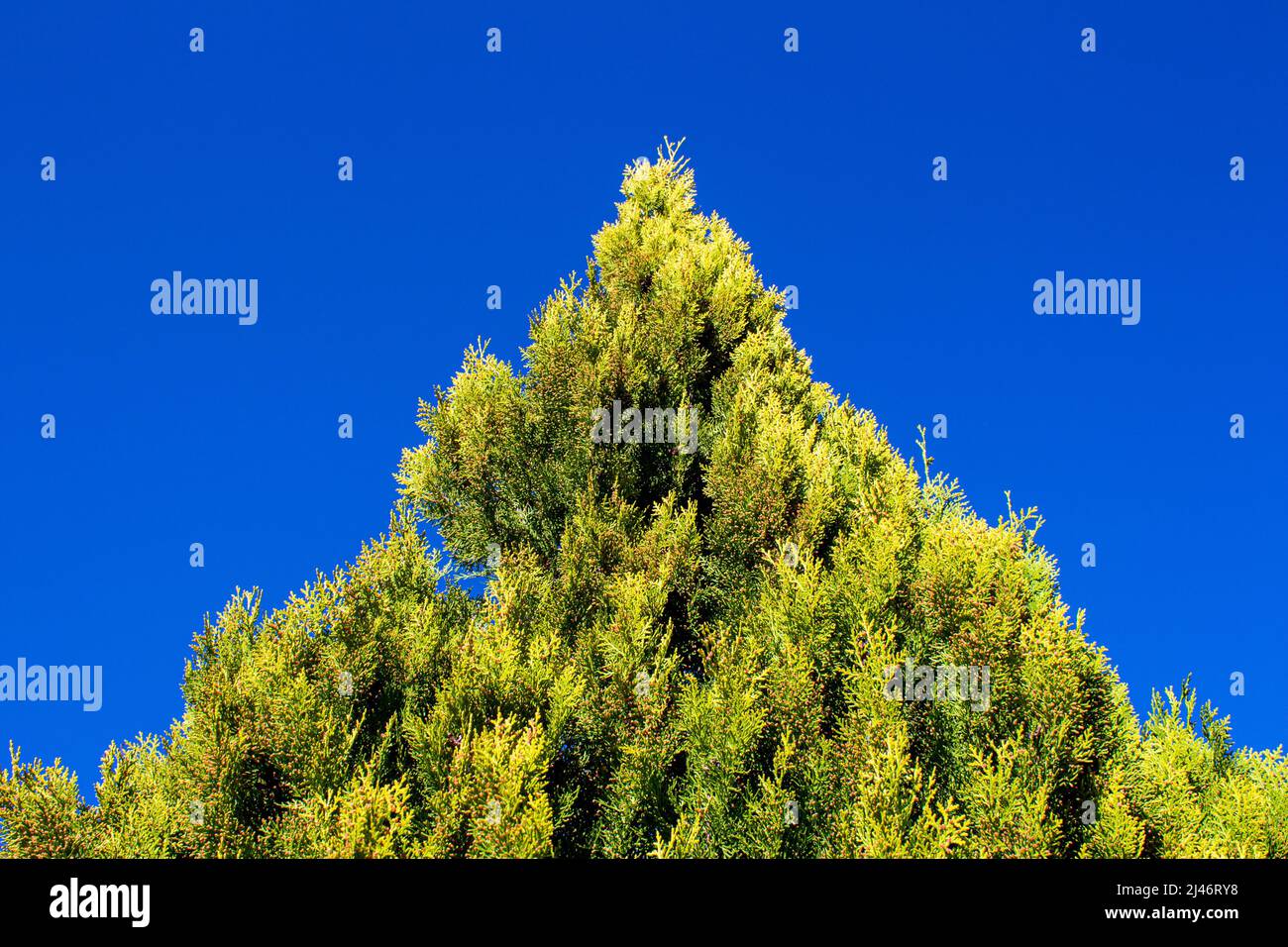 Kiefernäste vor blauem Himmel Hintergrund. Ansicht von unten. Stockfoto