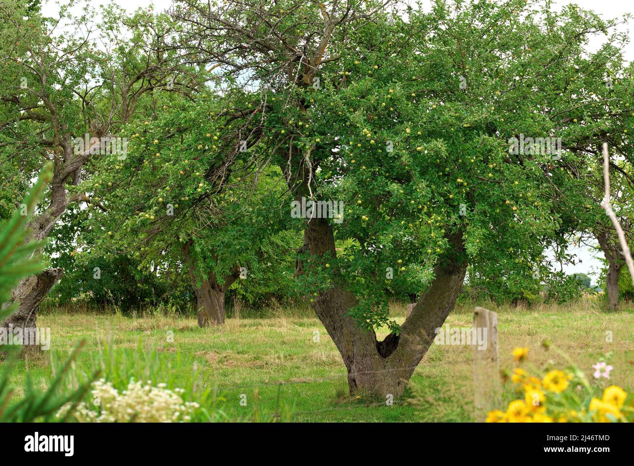 Apfelbaum voller Früchte auf einer kleinen Hobbyfarm Stockfoto