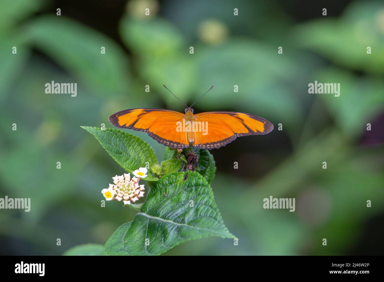 Julia-Heliconian-Schmetterling (Dryas iulia), der mit vollständig geöffneten Flügeln auf einem grünen Blatt ruht, isoliert mit tropischen grünen Blättern im Hintergrund Stockfoto