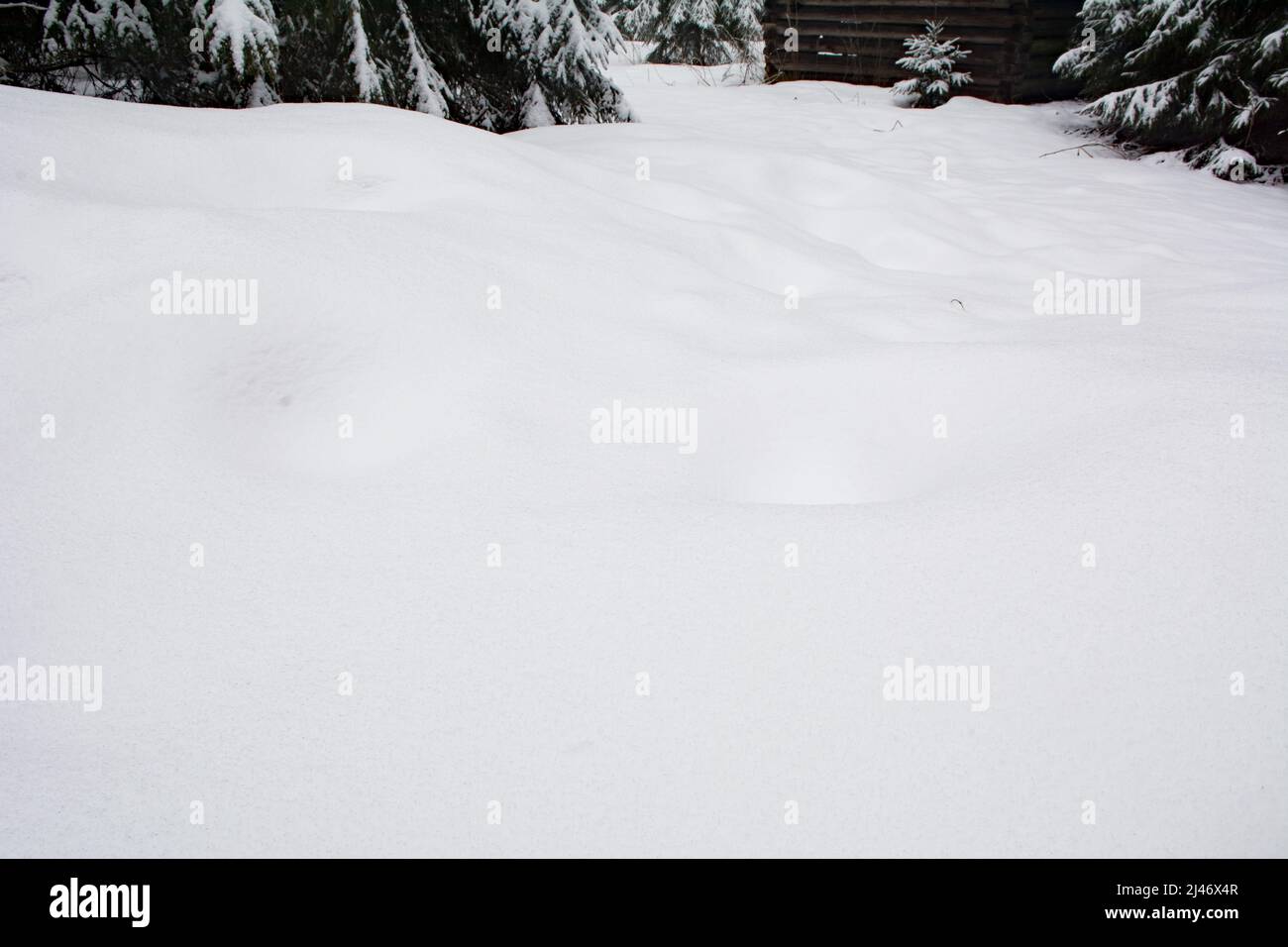 Makelloser, tiefer Neuschnee in einem Fichtenwald Stockfoto