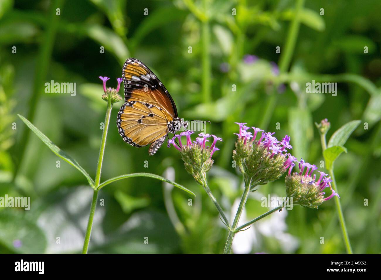 Schlichter Tiger-Schmetterling (Danaus chrysippus chrysippus), der aus kleinen violetten Blüten, isoliert mit tropischen Blättern im Hintergrund, ernährt wird Stockfoto